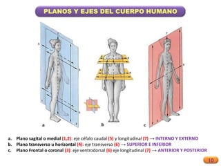 10
PLANOS Y EJES DEL CUERPO HUMANO
a. Plano sagital o medial (1,2): eje céfalo caudal (5) y longitudinal (7) → INTERNO Y EXTERNO
b. Plano transverso u horizontal (4): eje transverso (6) → SUPERIOR E INFERIOR
c. Plano Frontal o coronal (3): eje ventrodorsal (6) eje longitudinal (7) → ANTERIOR Y POSTERIOR
 