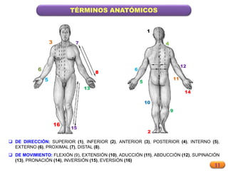 11
TÉRMINOS ANATÓMICOS
3
5
6
7
8
13
15
16
 DE DIRECCIÓN: SUPERIOR (1), INFERIOR (2), ANTERIOR (3), POSTERIOR (4), INTERNO (5),
EXTERNO (6), PROXIMAL (7), DISTAL (8).
 DE MOVIMIENTO: FLEXIÓN (9), EXTENSIÓN (10), ADUCCIÓN (11), ABDUCCIÓN (12), SUPINACIÓN
(13), PRONACIÓN (14), INVERSIÓN (15), EVERSIÓN (16)
1
2
9
10
11
12
14
5
6
 
