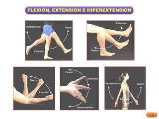 13
FLEXIÓN, EXTENSIÓN E HIPEREXTENSION
 