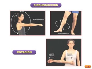 15
CIRCUNDUCCIÓN
ROTACIÓN
 