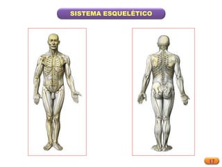 17
SISTEMA ESQUELÉTICO
 
