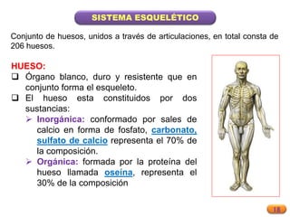 18
SISTEMA ESQUELÉTICO
HUESO:
 Órgano blanco, duro y resistente que en
conjunto forma el esqueleto.
 El hueso esta constituidos por dos
sustancias:
 Inorgánica: conformado por sales de
calcio en forma de fosfato, carbonato,
sulfato de calcio representa el 70% de
la composición.
 Orgánica: formada por la proteína del
hueso llamada oseína, representa el
30% de la composición
Conjunto de huesos, unidos a través de articulaciones, en total consta de
206 huesos.
 