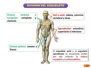 19
DIVISIÓN DEL ESQUELETO
Axil o axial: cabeza, columna
vertebral y tórax
Apendicular: miembros
superiores e inferiores
Cintura pélvica: coxales o
iliacos
Cintura torácica o
escapular: omoplato y
clavícula
El esqueleto axial y el esqueleto
apendicular se encuentran unidos
por dos cinturas: la cintura
escapular y la cintura pélvica.
 