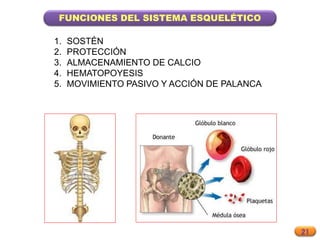 21
FUNCIONES DEL SISTEMA ESQUELÉTICO
1. SOSTÉN
2. PROTECCIÓN
3. ALMACENAMIENTO DE CALCIO
4. HEMATOPOYESIS
5. MOVIMIENTO PASIVO Y ACCIÓN DE PALANCA
 