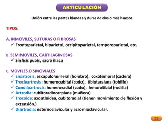 23
ARTICULACIÓN
Unión entre las partes blandas y duras de dos o mas huesos
TIPOS:
A. INMOVILES, SUTURAS O FIBROSAS
 Frontoparietal, biparietal, occipitoparietal, temporoparietal, etc.
B. SEMIMOVILES, CARTILAGINOSAS
 Sínfisis pubis, sacro iliaca
C. MOVILES O SINOVIALES
 Enartrosis: escapulohumeral (hombro), coxofemoral (cadera)
 Trocleartrosis: humerocubital (codo), tibiotarsiana (tobillo)
 Condiloartrosis: humeroradial (codo), femorotibial (rodilla)
 Artrodia: cubitoradiocarpiana (muñeca)
 Trocoide: axoatloidea, cubitoradial (tienen movimiento de flexión y
extensión.)
 Diartrodia: esternoclavicular y acromioclavicular.
 