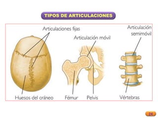 24
TIPOS DE ARTICULACIONES
 