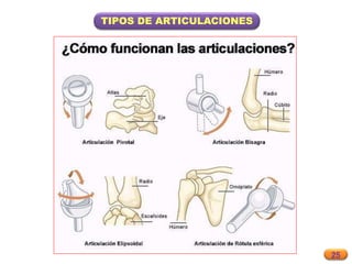 25
TIPOS DE ARTICULACIONES
 