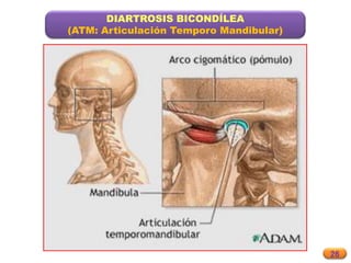 26
DIARTROSIS BICONDÍLEA
(ATM: Articulación Temporo Mandibular)
 