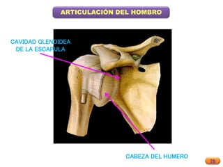 28
ARTICULACIÓN DEL HOMBRO
CAVIDAD GLENOIDEA
DE LA ESCAPULA
CABEZA DEL HUMERO
 