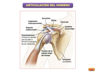 29
ARTICULACIÓN DEL HOMBRO
 
