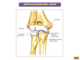 30
ARTICULACIÓN DEL CODO
 