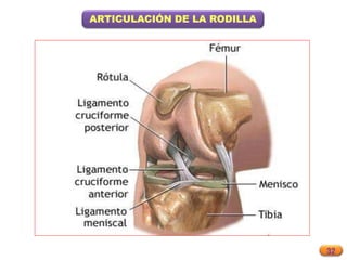 32
ARTICULACIÓN DE LA RODILLA
 