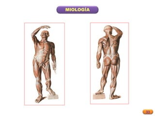 33
MIOLOGÍA
 