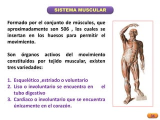 34
SISTEMA MUSCULAR
Formado por el conjunto de músculos, que
aproximadamente son 506 , los cuales se
insertan en los huesos para permitir el
movimiento.
Son órganos activos del movimiento
constituidos por tejido muscular, existen
tres variedades:
1. Esquelético ,estriado o voluntario
2. Liso o involuntario se encuentra en el
tubo digestivo
3. Cardiaco o involuntario que se encuentra
únicamente en el corazón.
 
