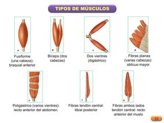 35
TIPOS DE MÚSCULOS
Fibras tendón central:
tibial posterior
Poligástrico (varios vientres):
recto anterior del abdomen.
Bíceps (dos
cabezas)
Dos vientres
(digástrico)
Fusiforme
(una cabeza):
braquial anterior
. Fibras planas
(varias cabezas):
oblicuo mayor
Fibras ambos lados
tendón central: recto
anterior del muslo
 