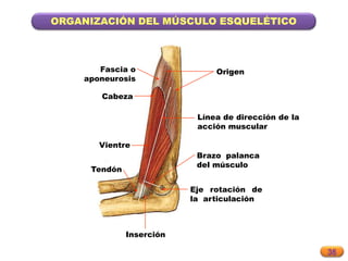 36
ORGANIZACIÓN DEL MÚSCULO ESQUELÉTICO
Origen
Inserción
Fascia o
aponeurosis
Tendón
Cabeza
Vientre
Línea de dirección de la
acción muscular
Brazo palanca
del músculo
Eje rotación de
la articulación
 