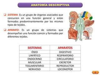 6
ANATOMÍA DESCRIPTIVA
 SISTEMA: Es un grupo de órganos asociados que
concurren en una función general y están
formados predominantemente por los mismos
tipos de tejidos.
 APARATO: Es un grupo de sistemas que
desempeñan una función común y formados por
diferentes tejidos.
SISTEMAS APARATOS
ÓSEO DIGESTIVO
LINFÁTICO RESPIRATORIO
ENDOCRINO CIRCULATORIO
MUSCULAR EXCRETOR
TEGUMENTARIO REPRODUCTOR
NERVIOSO LOCOMOTOR
 