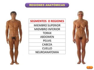 7
REGIONES ANATÓMICAS
SEGMENTOS O REGIONES
MIEMBRO SUPERIOR
MIEMBRO INFERIOR
TORAX
ABDOMEN
PELVIS
CABEZA
CUELLO
NEUROANATOMIA
 