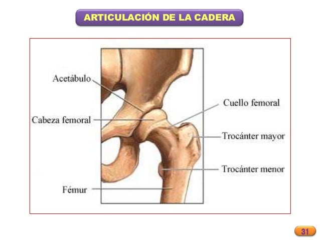 Anatomia generalidades