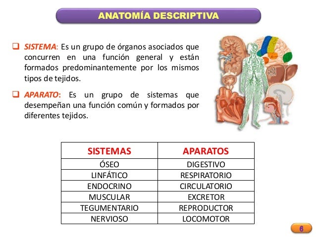 Anatomia generalidades