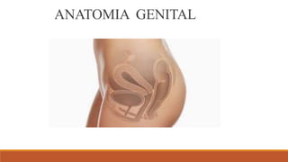 ANATOMIA GENITAL
 