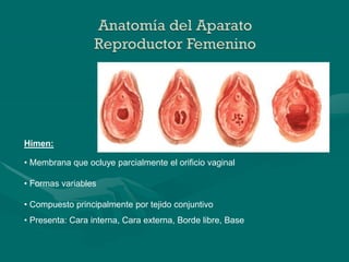 Anatomia_genitales ext e int.ppt