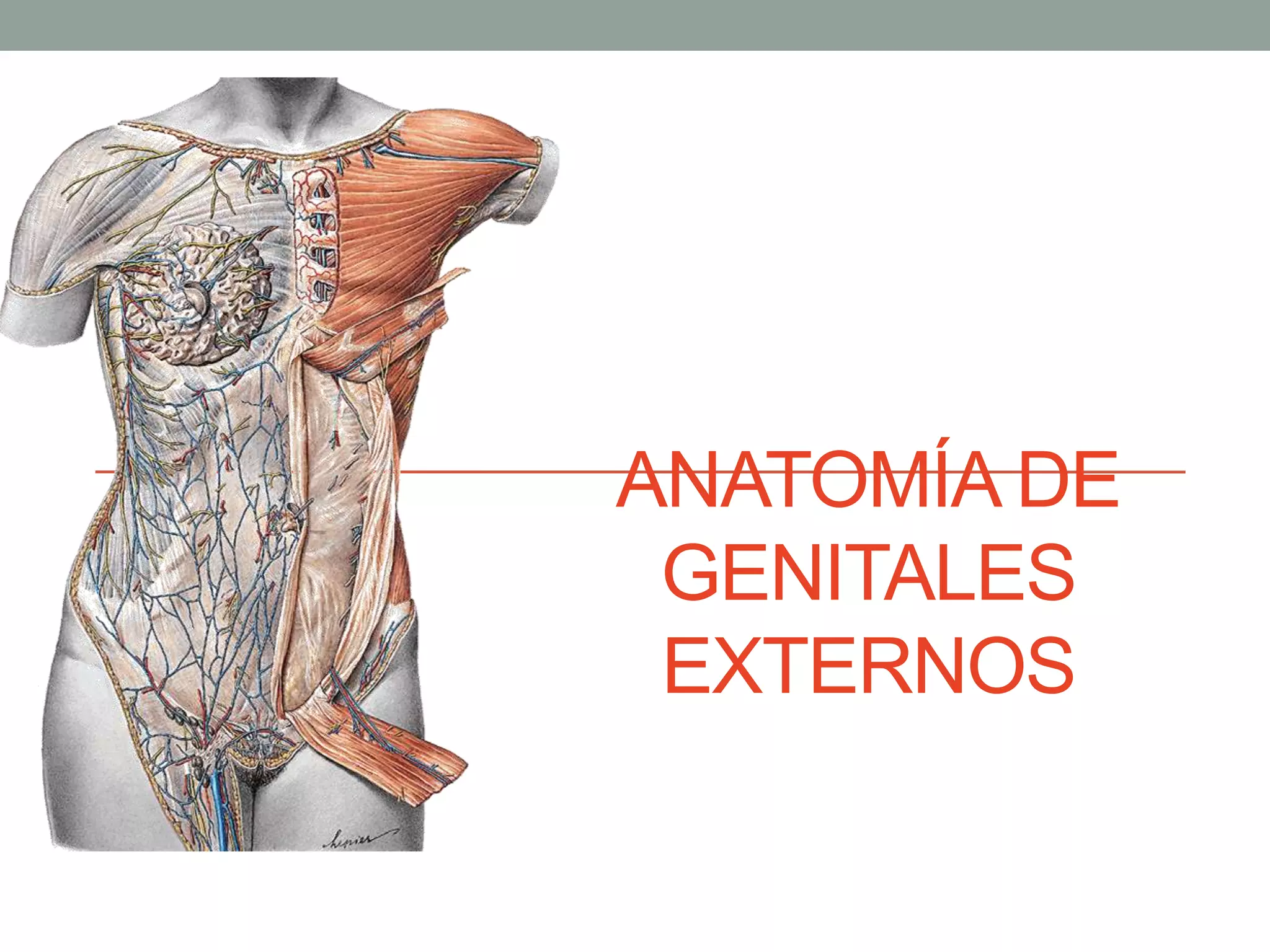 Externos anatomia genitales externos..ppt