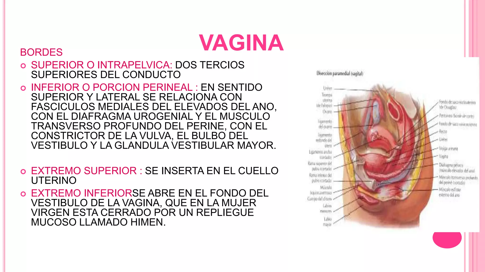 Anatomia genitales femeninos