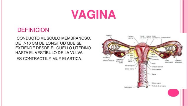 Anatomia genitales femeninos