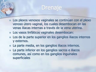 Anatomia genital inferior femenina | PPTX