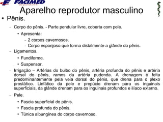 Anatomia Genital Masculino PPT Anatomia Genital Masculino PPT