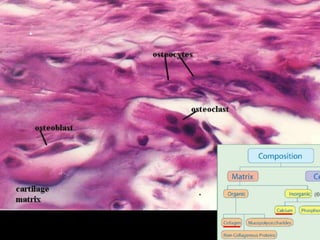 General anatomy of bones | PPTX