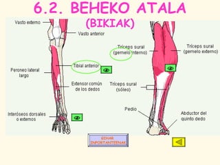 Anatomia Giharrak Aurkezpena PPT anatomia-giharrak-aurkezpena-ppt