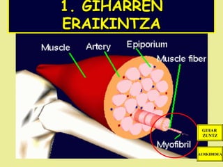 Anatomia Giharrak Aurkezpena PPT anatomia-giharrak-aurkezpena-ppt
