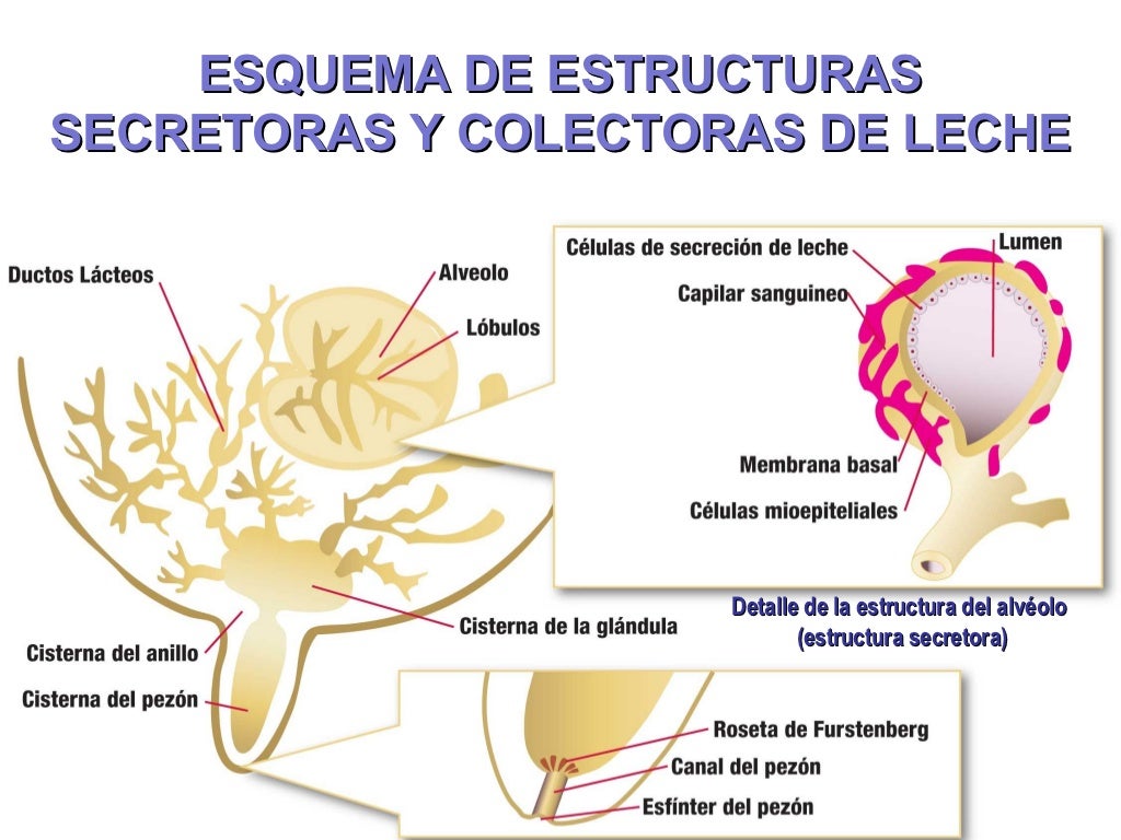 Estructura De Una Glandula Mamaria