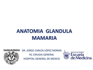 ANATOMIA GLANDULA
     MAMARIA

 DR. JORGE CARLOS LÓPEZ MORAN
       R1 CIRUGIA GENERAL
  HOSPITAL GENERAL DE MEXICO
 