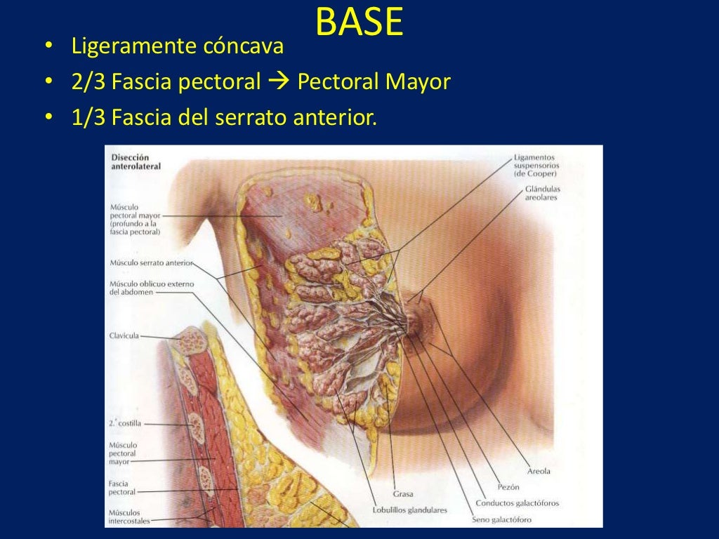 Anatomia glandula mamaria