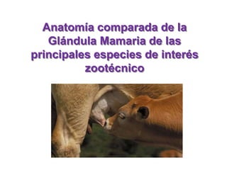 Anatomía comparada de la
Glándula Mamaria de las
principales especies de interés
zootécnico
 