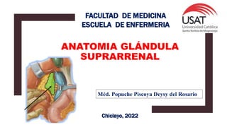 ANATOMIA GLÁNDULA
SUPRARRENAL
Chiclayo, 2022
FACULTAD DE MEDICINA
ESCUELA DE ENFERMERIA
Méd. Popuche Piscoya Deysy del Rosario
 
