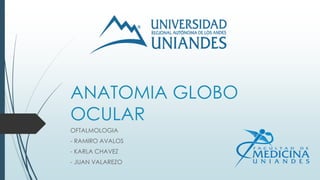 ANATOMIA GLOBO
OCULAR
OFTALMOLOGIA
- RAMIRO AVALOS
- KARLA CHAVEZ
- JUAN VALAREZO
 