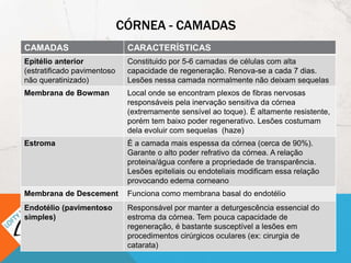 CÓRNEA - CAMADAS
CAMADAS CARACTERÍSTICAS
Epitélio anterior
(estratificado pavimentoso
não queratinizado)
Constituido por 5-6 camadas de células com alta
capacidade de regeneração. Renova-se a cada 7 dias.
Lesões nessa camada normalmente não deixam sequelas
Membrana de Bowman Local onde se encontram plexos de fibras nervosas
responsáveis pela inervação sensitiva da córnea
(extremamente sensível ao toque). É altamente resistente,
porém tem baixo poder regenerativo. Lesões costumam
dela evoluir com sequelas (haze)
Estroma É a camada mais espessa da córnea (cerca de 90%).
Garante o alto poder refrativo da córnea. A relação
proteina/água confere a propriedade de transparência.
Lesões epiteliais ou endoteliais modificam essa relação
provocando edema corneano
Membrana de Descement Funciona como membrana basal do endotélio
Endotélio (pavimentoso
simples)
Responsável por manter a deturgescência essencial do
estroma da córnea. Tem pouca capacidade de
regeneração, é bastante susceptível a lesões em
procedimentos cirúrgicos oculares (ex: cirurgia de
catarata)
 