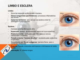 LIMBO E ESCLERA
Limbo:
- Zona de transição entre córnea e esclera.
- Vasos sanguíneos (perilímbicos): processos inflamatórios
da córnea
- Canal de Schlemm: seio venoso da esclera onde há
drenagem humor aquoso.
Esclera:
- Camada externa fibrosa do olho
- Avascular, apesar de apresentar vasos em sua superfície
- Posteriormente: perfurada pelo NO, vasos e nervos
(sensoriais e motores)
- Porção anterior “branco do olho”: recoberta pela conjuntiva
e episclera
- Constituída por fibras colágenas: barreira física para o
conteúdo intraocular
- Suporte: fixação músculos extrínsecos e intrínsecos do bulbo
ocular.
- Inervação: N. ciliares longos
 