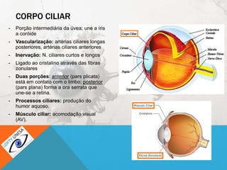 CORPO CILIAR
- Porção intermediária da úvea; une a íris
a coróide
- Vascularização: artérias ciliares longas
posteriores, artérias ciliares anteriores
- Inervação: N. ciliares curtos e longos
- Ligado ao cristalino através das fibras
zonulares
- Duas porções: anterior (pars plicata)
está em contato com o limbo; posterior
(pars plana) forma a ora serrata que
une-se a retina.
- Processos ciliares: produção do
humor aquoso.
- Músculo ciliar: acomodação visual
(AV).
 