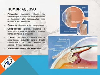 HUMOR AQUOSO
- Produção: processos ciliares por
ultrafiltração e secreção ativa. Produção
e drenagem são balanceadas para
manter a PIO adequada.
- Preenche: câmaras anterior e posterior.
- Composição: glicose, oxigênio e
aminoácidos que servem de nutrientes
para a córnea e o cristalino.
- Trajeto: Flui para a câmara anterior
pela pupila, seguindo para o ângulo
iridocorneano  seio venoso da
esclera  veias episclerais.
- Via convencional x Via alternativa
 