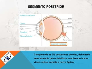 SEGMENTO POSTERIOR
Compreende os 2/3 posteriores do olho, delimitado
anteriormente pelo cristalino e envolvendo humor
vítreo, retina, coroide e nervo óptico.
 