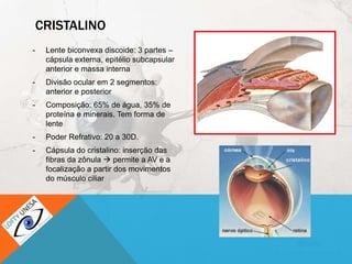 CRISTALINO
- Lente biconvexa discoide: 3 partes –
cápsula externa, epitélio subcapsular
anterior e massa interna
- Divisão ocular em 2 segmentos:
anterior e posterior
- Composição: 65% de água, 35% de
proteína e minerais. Tem forma de
lente
- Poder Refrativo: 20 a 30D.
- Cápsula do cristalino: inserção das
fibras da zônula  permite a AV e a
focalização a partir dos movimentos
do músculo ciliar
 
