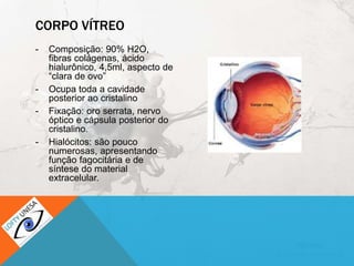 CORPO VÍTREO
- Composição: 90% H2O,
fibras colágenas, ácido
hialurônico, 4,5ml, aspecto de
“clara de ovo”
- Ocupa toda a cavidade
posterior ao cristalino
- Fixação: oro serrata, nervo
óptico e cápsula posterior do
cristalino.
- Hialócitos: são pouco
numerosas, apresentando
função fagocitária e de
síntese do material
extracelular.
 