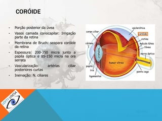 CORÓIDE
- Porção posterior da úvea
- Vasos camada coriocapilar: Irrigação
parte da retina
- Membrana de Bruch: seapara coróide
da retina
- Espessura: 200-350 micra junto a
papila óptica e 85-150 micra na ora
serrata
- Vascularização: artérias ciliar
posteriores curtas
- Inervação: N. ciliares
 