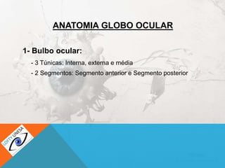 ANATOMIA GLOBO OCULAR
1- Bulbo ocular:
- 3 Túnicas: Interna, externa e média
- 2 Segmentos: Segmento anterior e Segmento posterior
 
