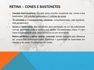 RETINA – CONES E BASTONETES
- Camada fotorreceptora: formada pelas porções receptoras dos cones e dos
bastonetes: 120 milhões bastonetes e 7 milhões de cones
- 10 camadas c/ 3 componentes celulares: cones/bastonetes, cels bipolares,
cels ganglionares
- Cones e bastonetes: São elementos para percepção de luz em intensidade
normal, permitindo visão a cores e com nitidez. Os bastonetes (maior nº) tem
maior funcionalidade para visão no escuro ou em movimento.
- Retina periférica x retina central (mácula): divisão baseada pela diferença
de proporções cones/bastonetes. Periférica > quantidade de bastonetes em
relação a de cones; Fovéola apenas cones.
 